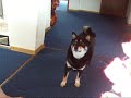 柴犬動画