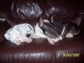 Bull Terrier Inglés video