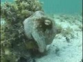 603010 amazing underwater