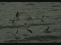 zuhal olcay-yalnizlar rihtimi troyaa34