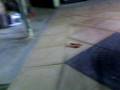 videos de K-mart helicopter fun