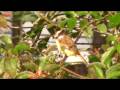 Birds of Belize - Flycatchers, Manakins & Swallows