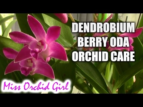 how to fertilize dendrobium