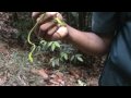 Rain Forest (Kanneliya Forest Reserve) Sri Lanka