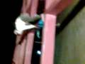 videos de caida afo