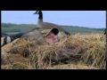 join north star outfitters, www.northstaroutfitting.com, and outdoor channel outfitters on this goose and duck hunting trip in northeastern alberta canada.