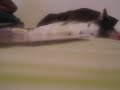garbage disposal kitty