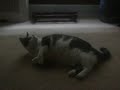 Yummy cat nip makes him crazy