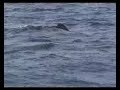More Basking sharks