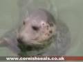 Cornish Grey Seals
