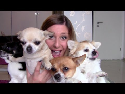 Haustier - Mein Video alles rund um meine Hunde http://www.youtube.com/watch?v=9KtR8IEyWbM BITTE schaut euch diese Info's zu unseriösen