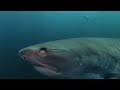 Il nage avec les requins