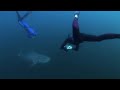 Il nage avec les requins