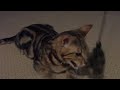 Bengal cat panting after play Bengal cat panting after play