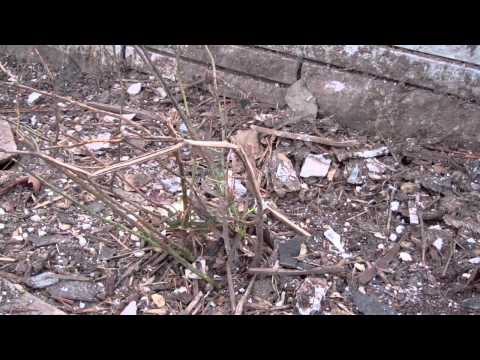 how to dig up and transplant roses