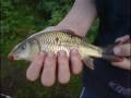 videos de coarse fishing