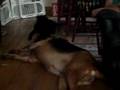 Bloodhound video