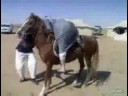 why-fat-arabs-dont-ride-horses_1