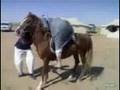why-fat-arabs-dont-ride-horses_1