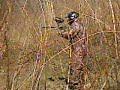Sewanhaka Paintball 3 Sewanhaka Paintball 3