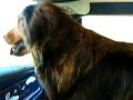 dogs 77