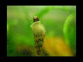 The Little World of the Algae Eater Snails