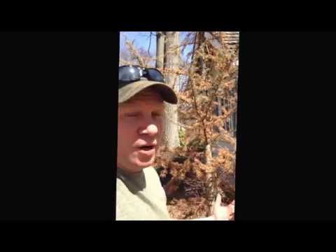 how to transplant a blue atlas cedar