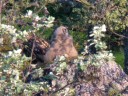 Grand-duc dans le Pilat