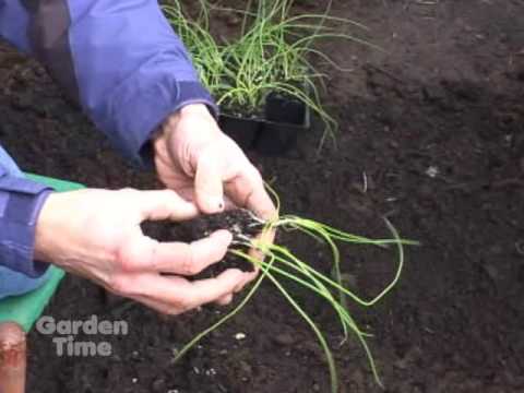how to transplant onion sets