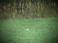 Long Range Varmint Hunting