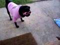 MYA AND HER DOGGLES