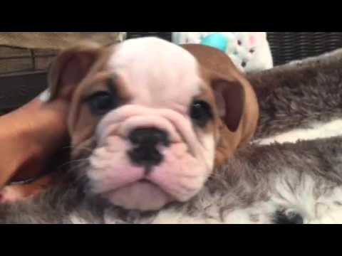 FULL AKC! Stocky, compact English Bulldog puppy
