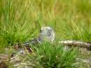 White Wagtail, Hilversum
