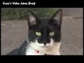 Drama Cat Vs. Dramatic Look