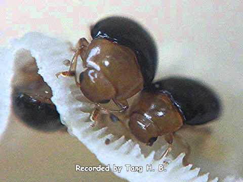 how to kill fungus beetles