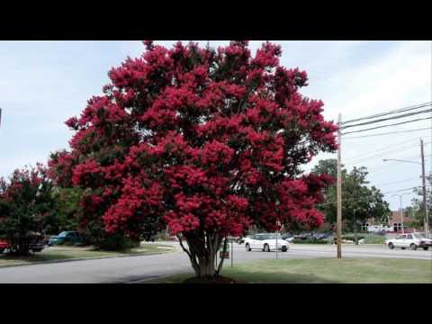 how to replant a crepe myrtle tree