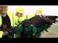 Caught in the act - Woodland destruction LIVE!! Caught in the act - Woodland destruction LIVE!!