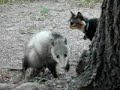 cats watch mamma possum drop her baby from a tree