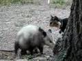cats watch mamma possum drop her baby from a tree