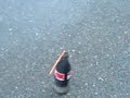 Grisehyl i Colaflaske Grisehyl i Colaflaske