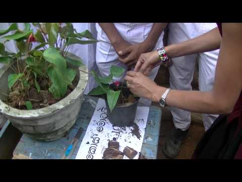 how to fertilize anthurium