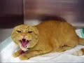 Gatto demoniaco posseduto