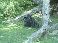 Bronx Zoo Gorillas relax Bronx Zoo Gorillas relax