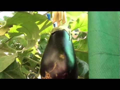 how to harvest eggplant seeds