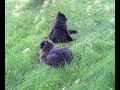 Cat does a backflip without any reason Cat does a backflip without any reason