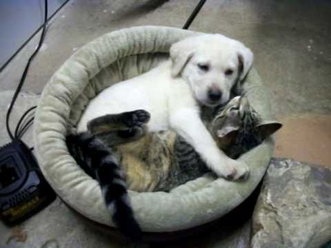 Yellow Lab Puppy & Kitten