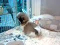 Nokia 5310 video sample