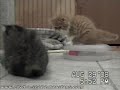 Clyd-A-Scope Persians Presents our Available Kittens