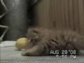 Clyd-A-Scope Persians Presents our Available Kittens
