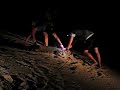 Caiman Catching Part 3 Caiman Catching Part 3